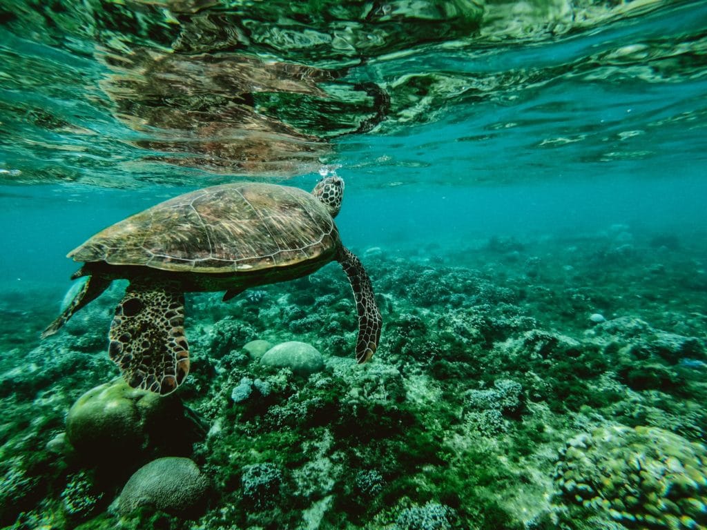 sea turtle in ocean
